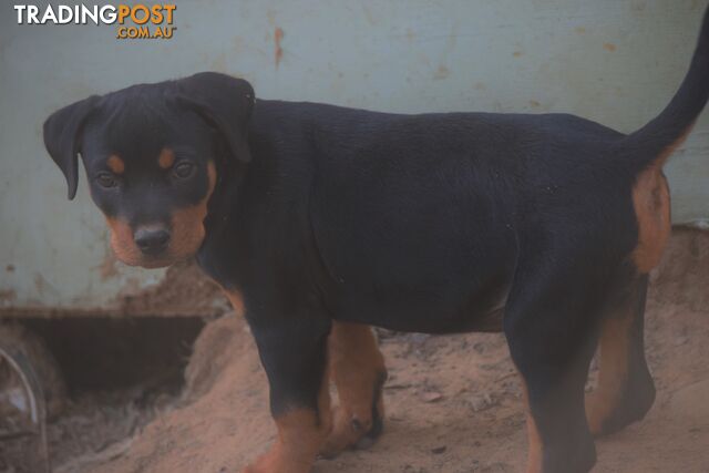 Adorable and O-So Cute Purebred German Rottweiler Puppies