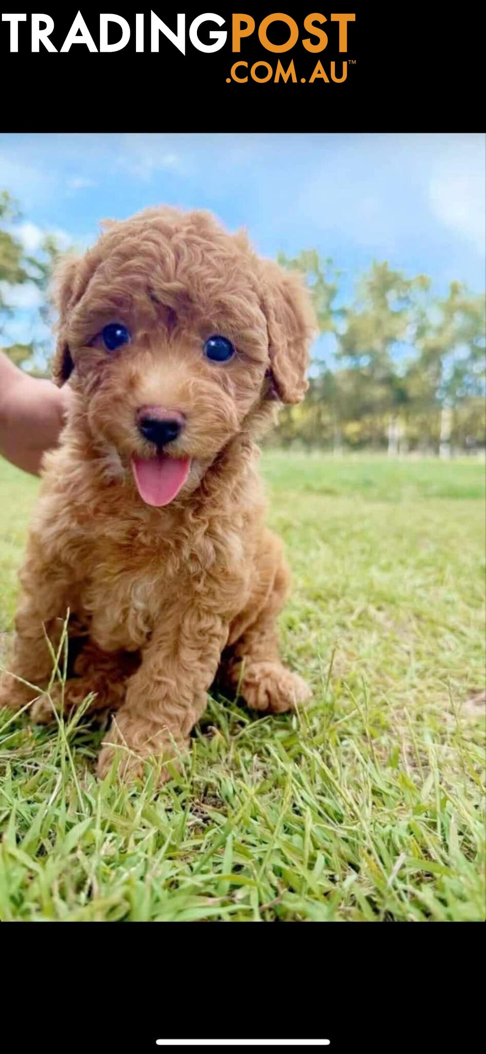 puppy poodle looking for caring family