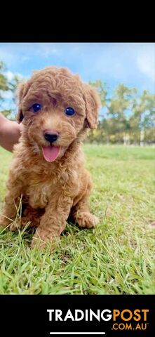 puppy poodle looking for caring family