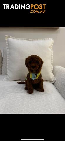 puppy poodle looking for caring family