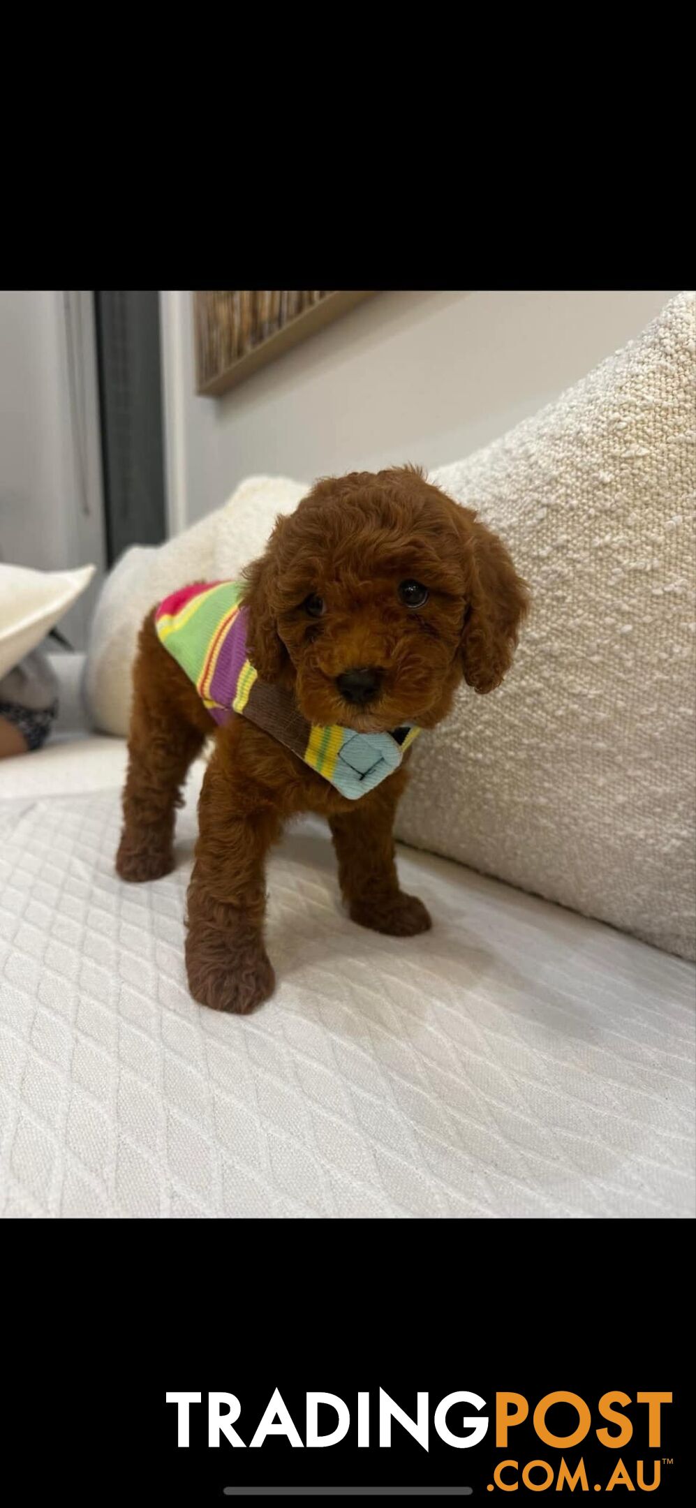 puppy poodle looking for caring family