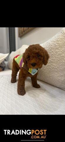 puppy poodle looking for caring family