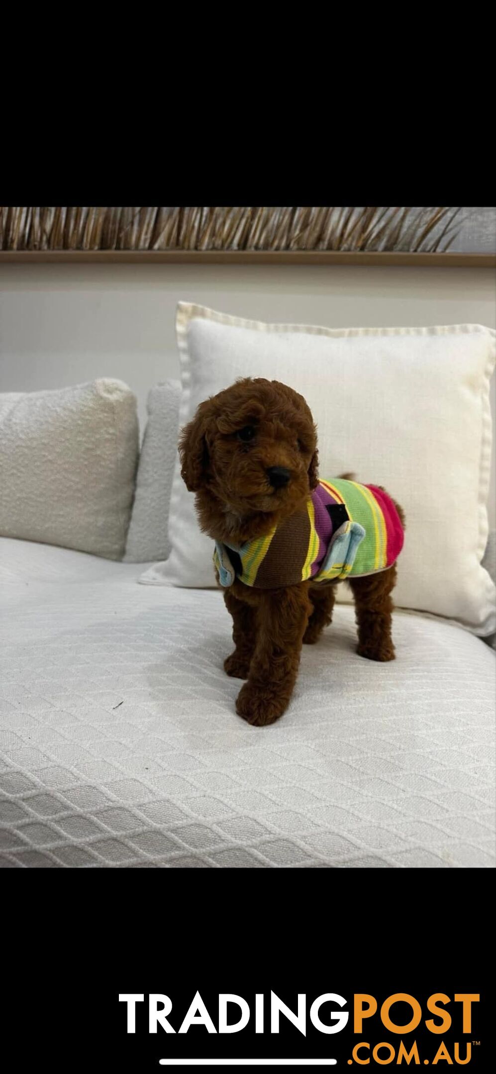 puppy poodle looking for caring family