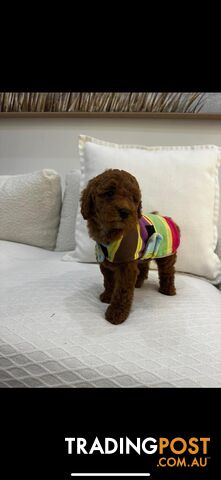 puppy poodle looking for caring family