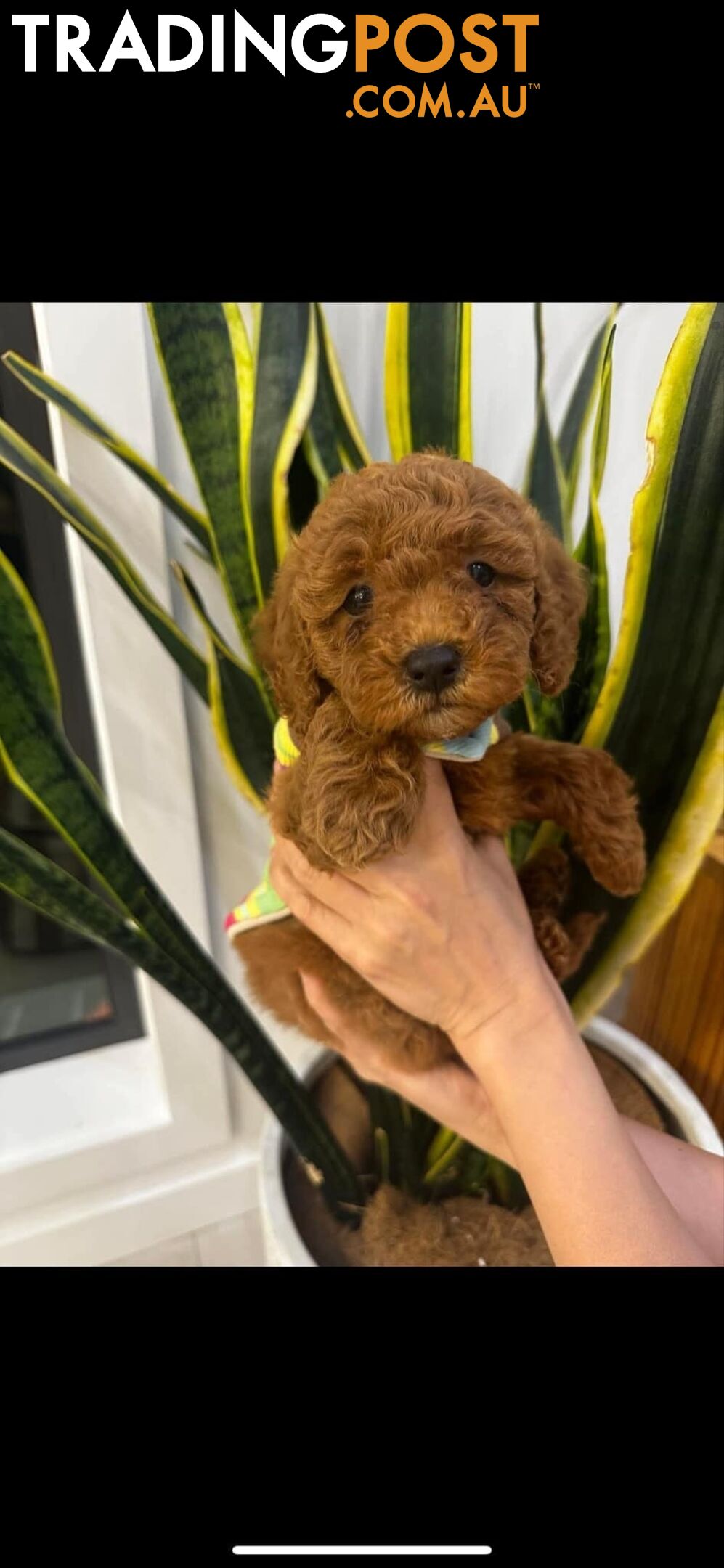 puppy poodle looking for caring family