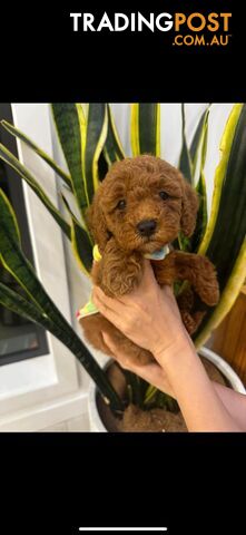 puppy poodle looking for caring family