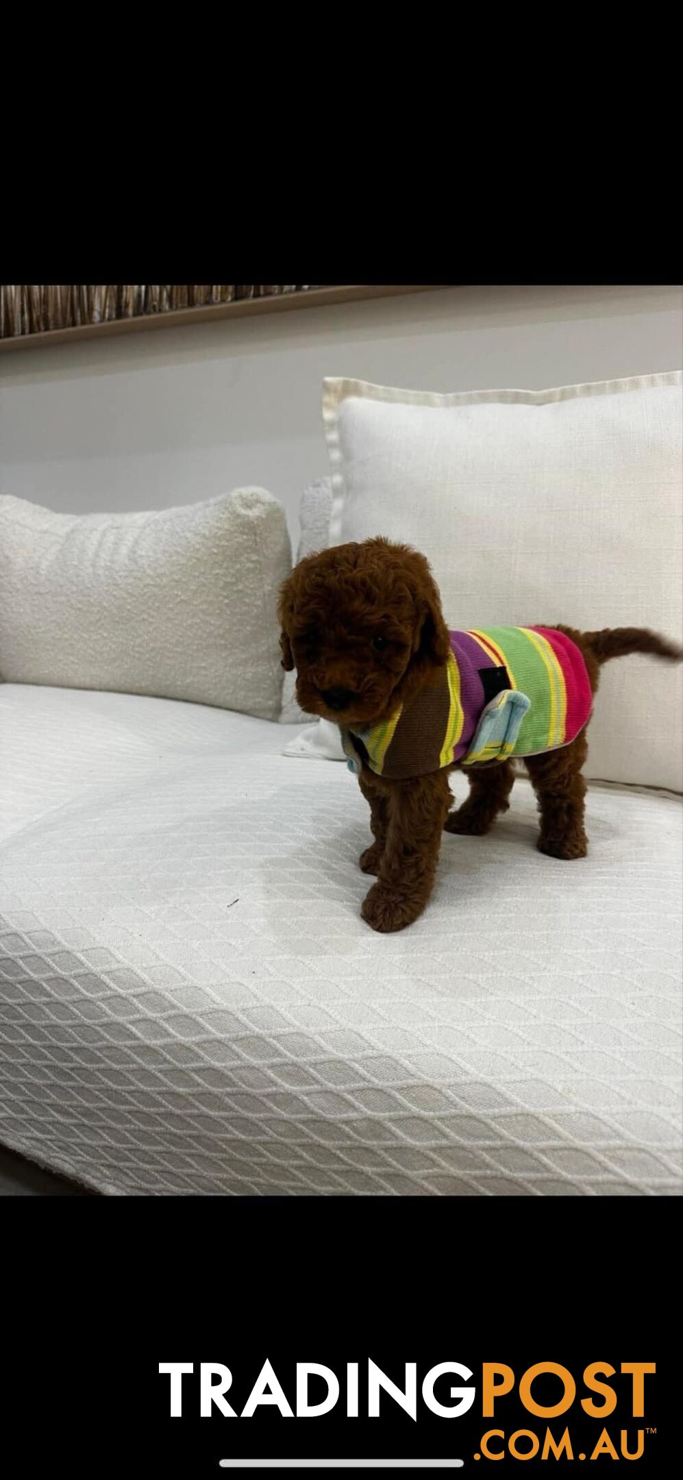 puppy poodle looking for caring family