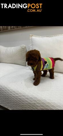 puppy poodle looking for caring family