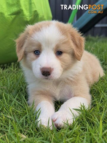 Purebred Border Collie Puppies