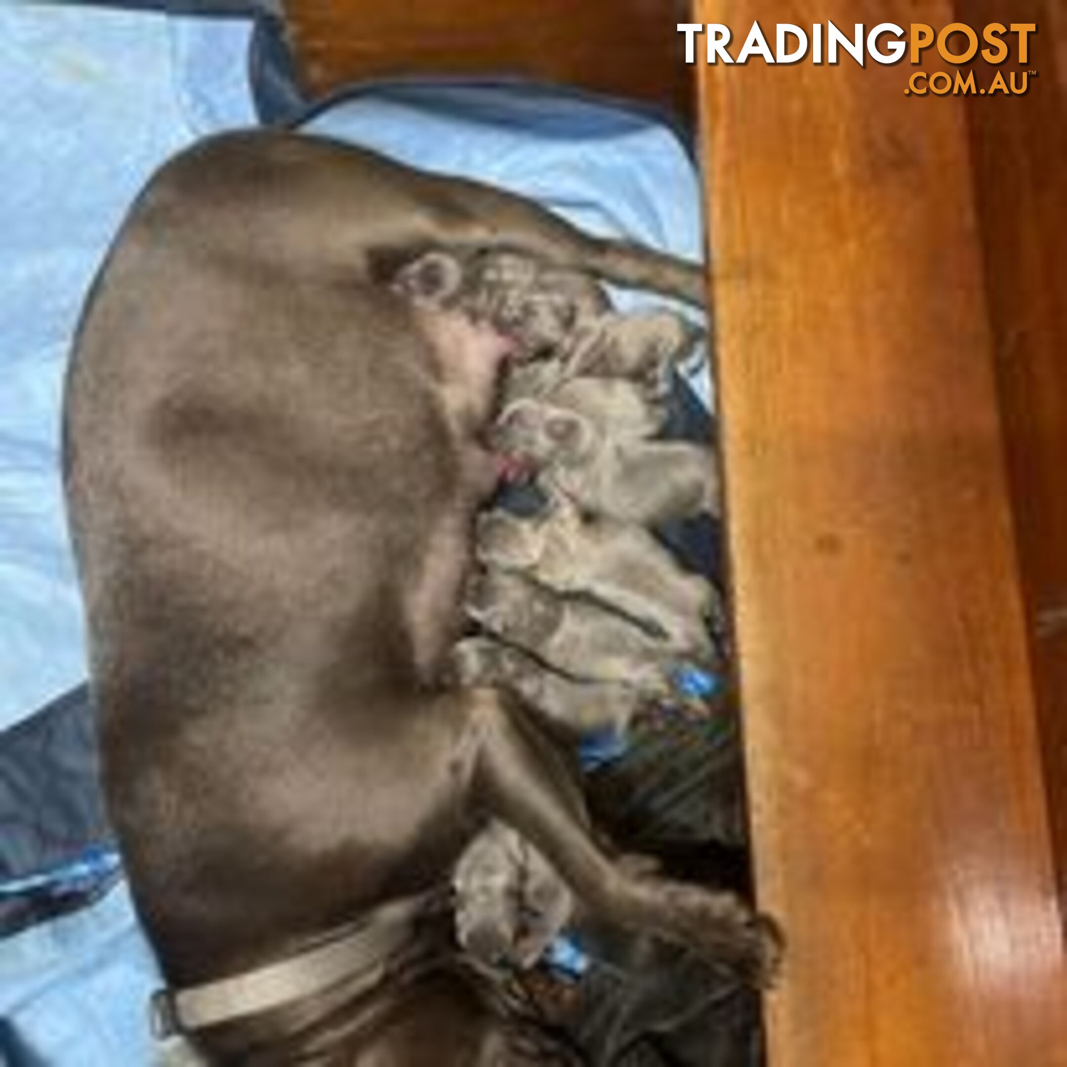 English Blue Staffordshire Bull Terrier Puppies
