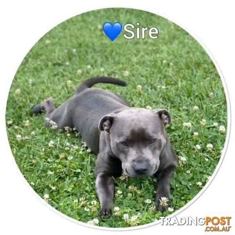 English Blue Staffordshire Bull Terrier Puppies