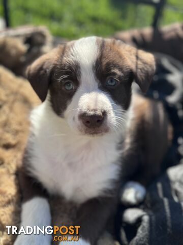 Our Last Gorgeous Border collie pup