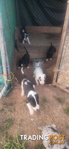 Great Dane X Wolfhound Puppies