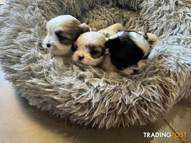 Maltese shihtzu X moodle