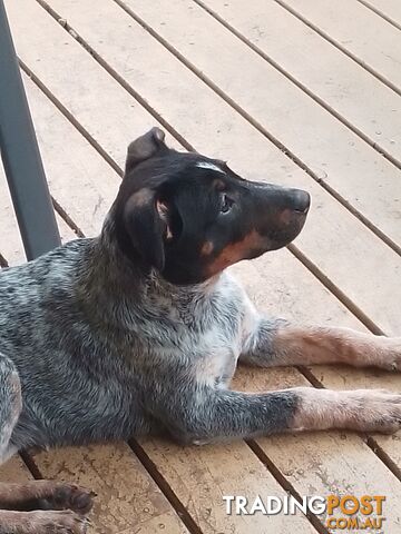 Australian Cattle Dog Puppy