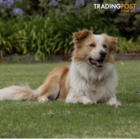 Purebred Border Collie Puppies