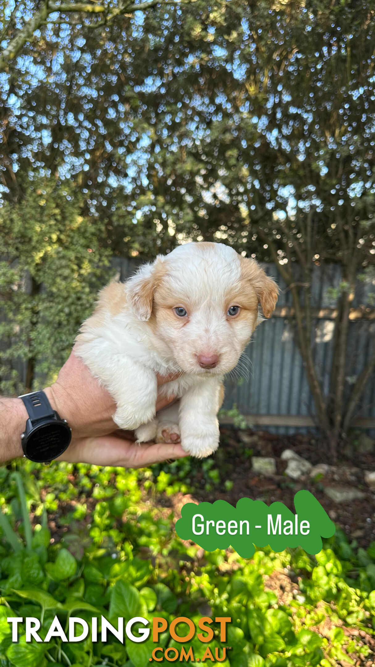 Purebred Border Collie Puppies