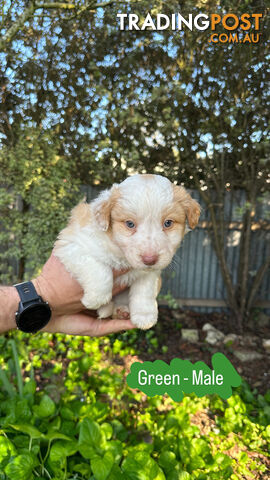 Purebred Border Collie Puppies