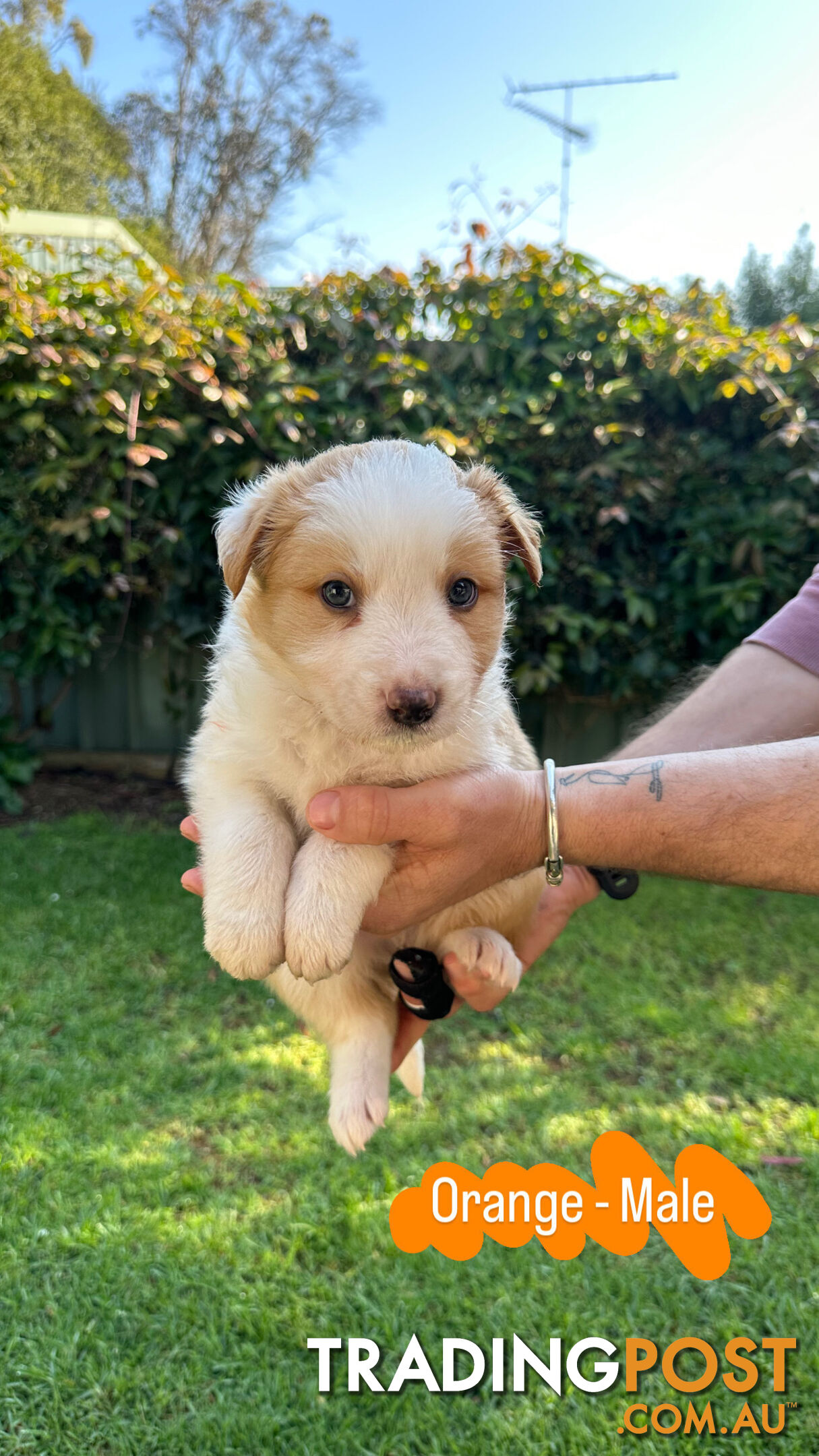 Purebred Border Collie Puppies