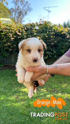 Purebred Border Collie Puppies