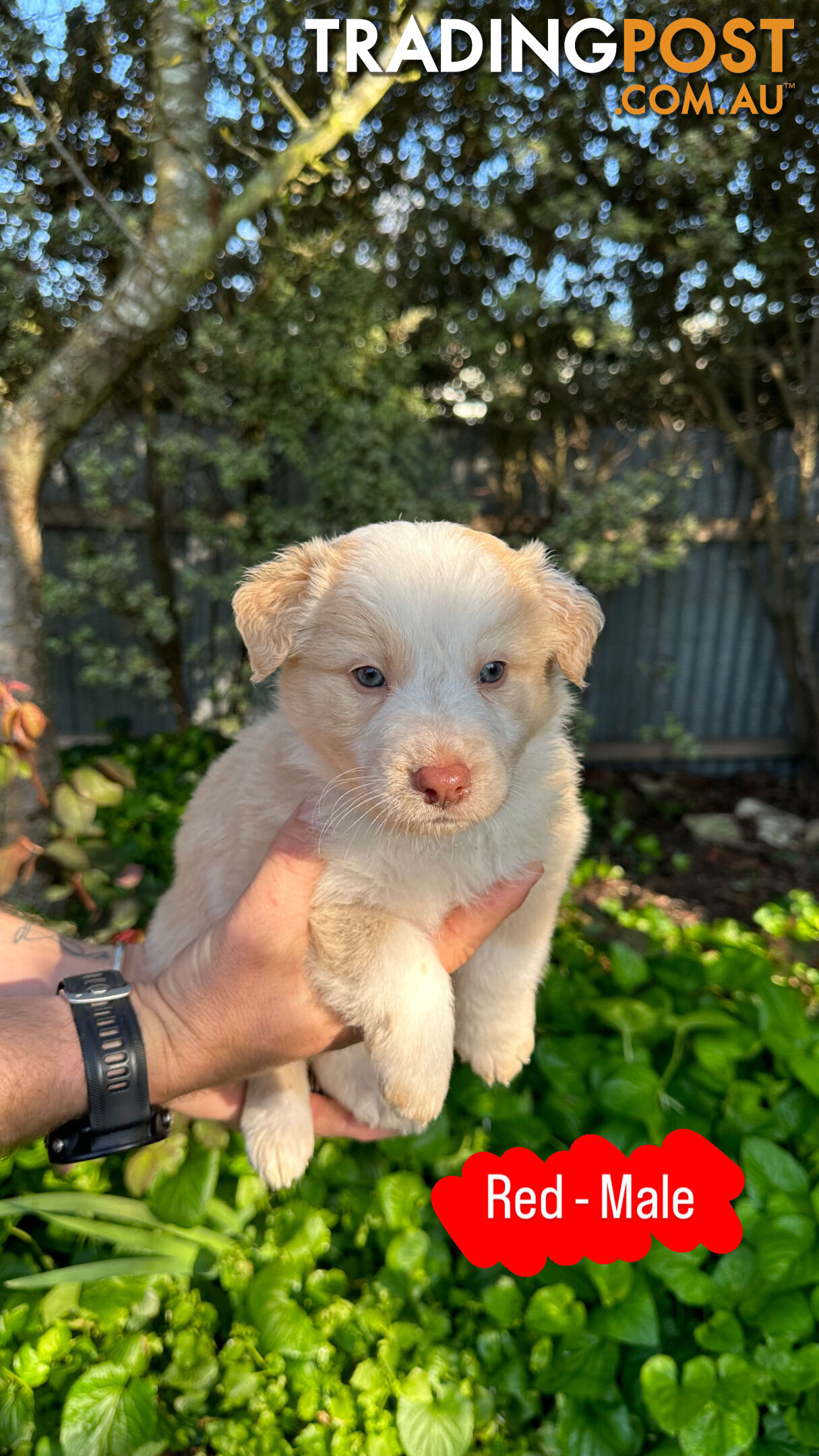 Purebred Border Collie Puppies