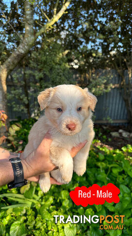 Purebred Border Collie Puppies