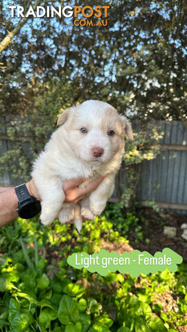 Purebred Border Collie Puppies