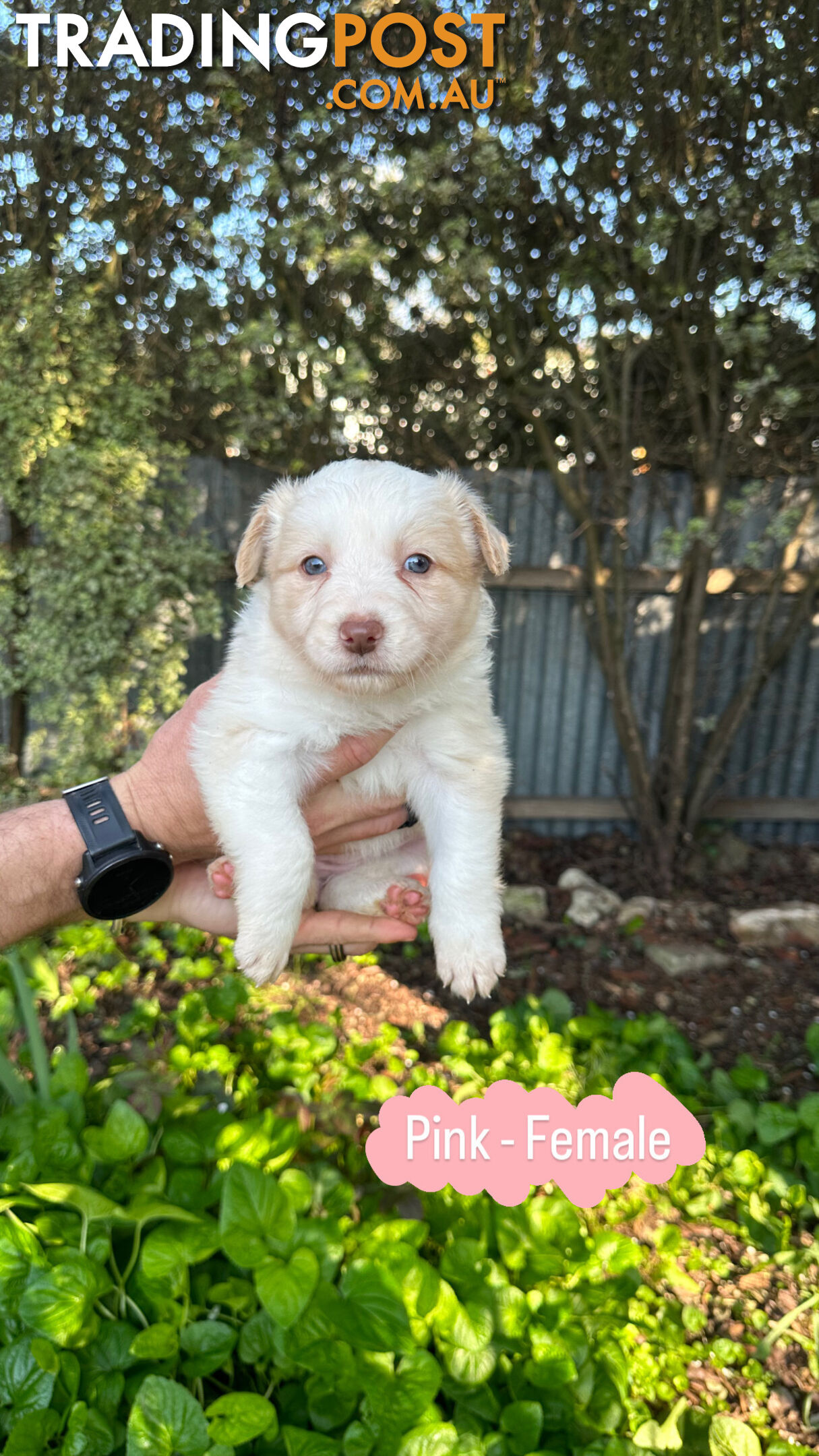 Purebred Border Collie Puppies