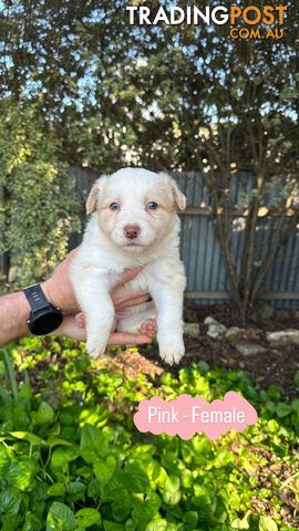 Purebred Border Collie Puppies