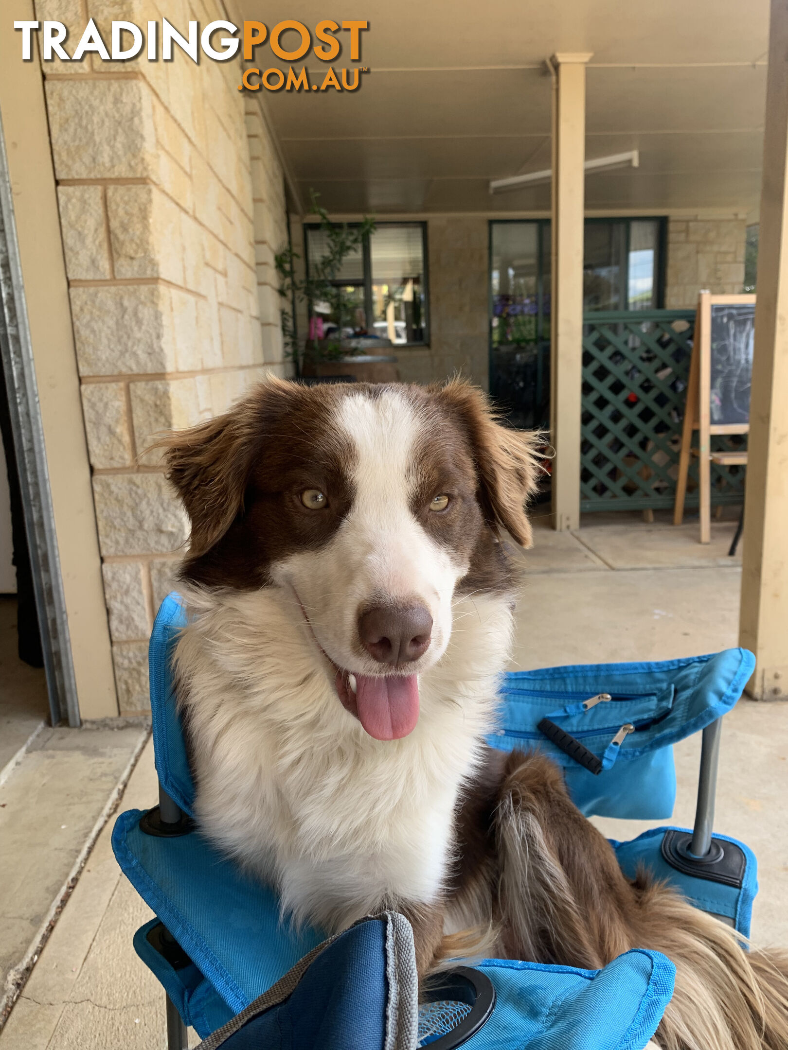 Purebred Border Collie Puppies