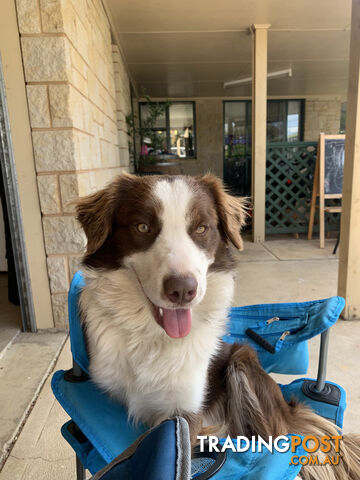 Purebred Border Collie Puppies