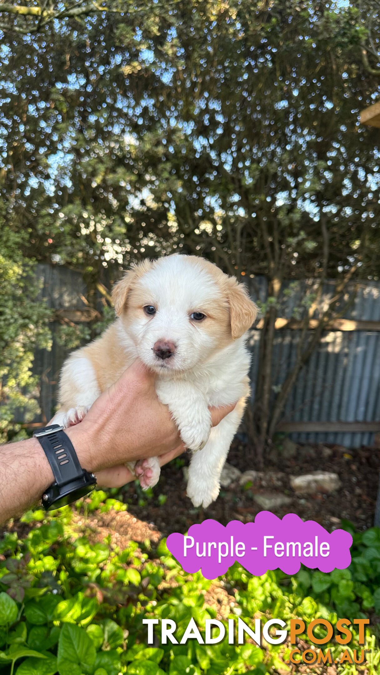 Purebred Border Collie Puppies