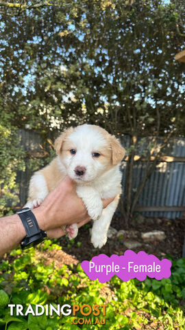 Purebred Border Collie Puppies