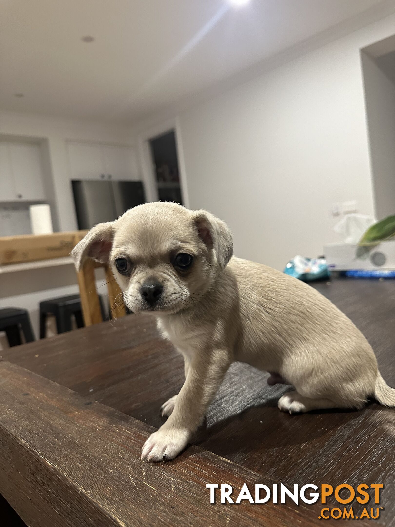 1 Adorable Maltese pug x chihuahua pups for sale