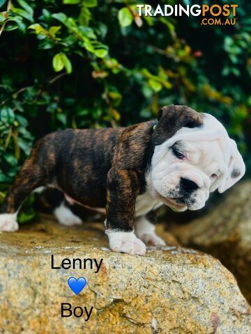 Aussie Bulldog puppies