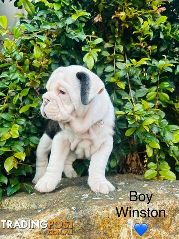 Aussie Bulldog puppies