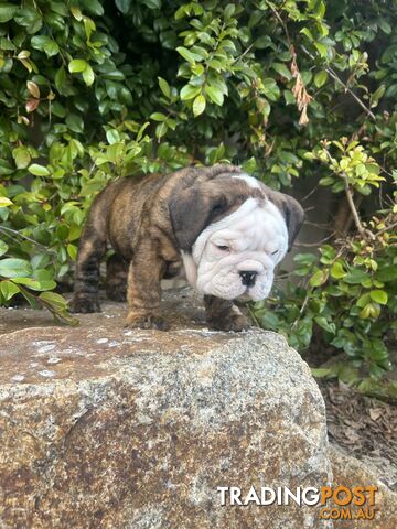 Aussie Bulldog puppies