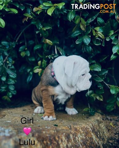 Aussie Bulldog puppies