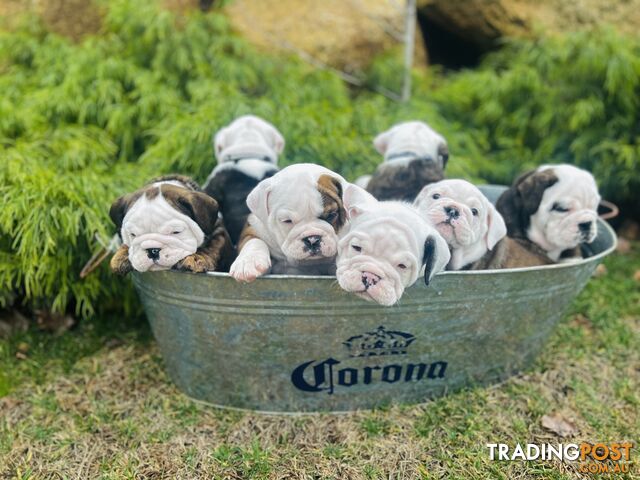 Aussie Bulldog puppies