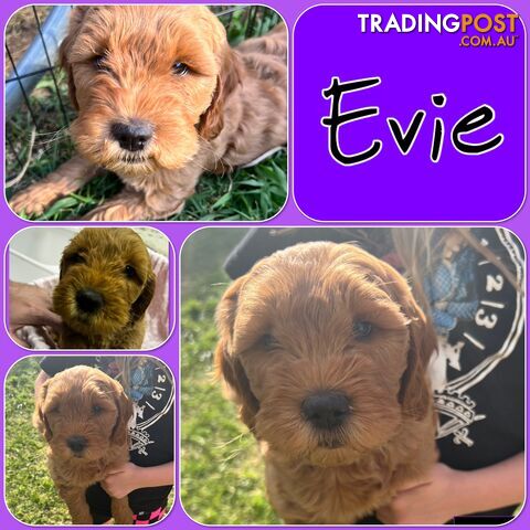 6 Beautiful F2 Groodle puppies for sale