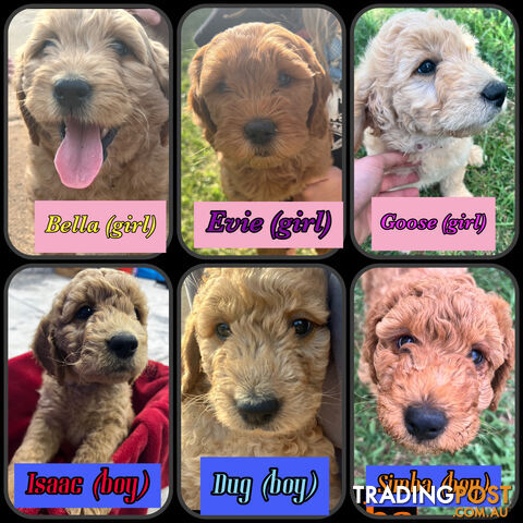 6 Beautiful F2 Groodle puppies for sale