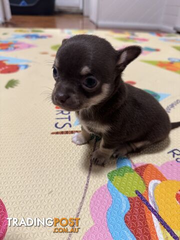 Tiny Purebreed Tri-colour Chihuahuas