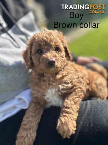 Cavoodle ready now for forever home