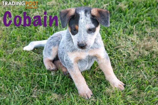 10 Week Old Blue Purebred Male Heeler Pup FOR SALE