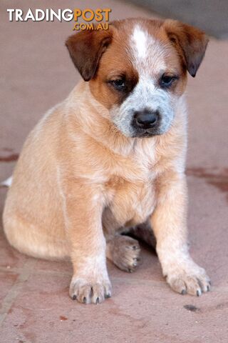 Female Red Heeler Pup (Australian Cattle Dog)