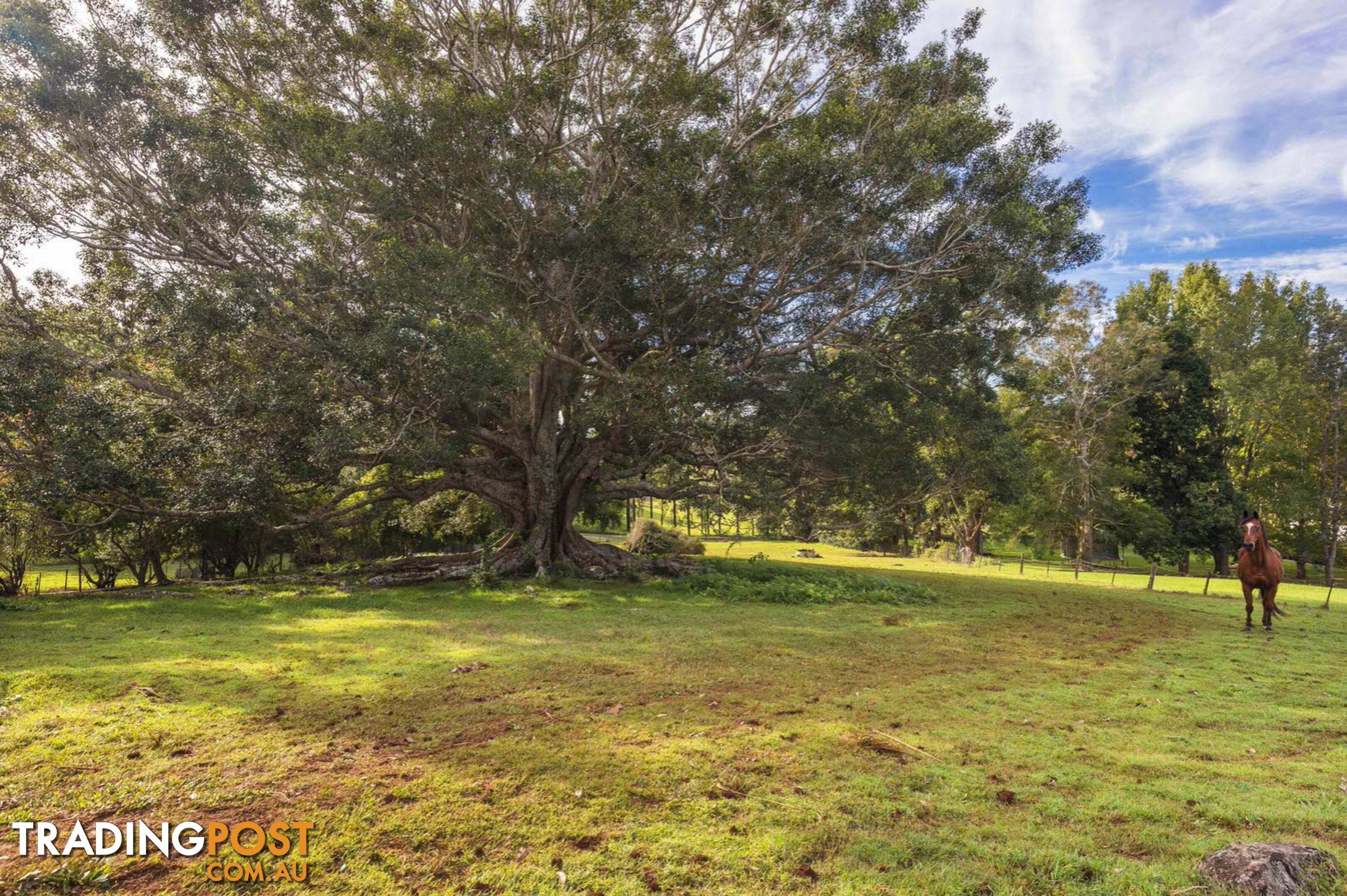 755 Houghlahans Creek Road PEARCES CREEK NSW 2477