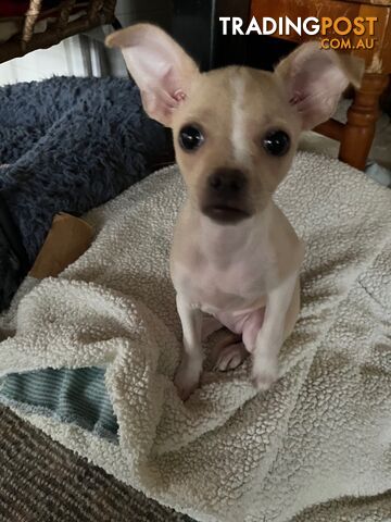 Chihuahua