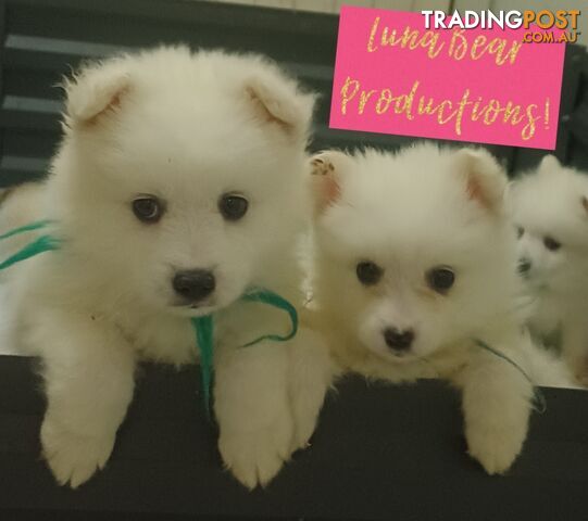 Pure-bred Japanese spitz puppies