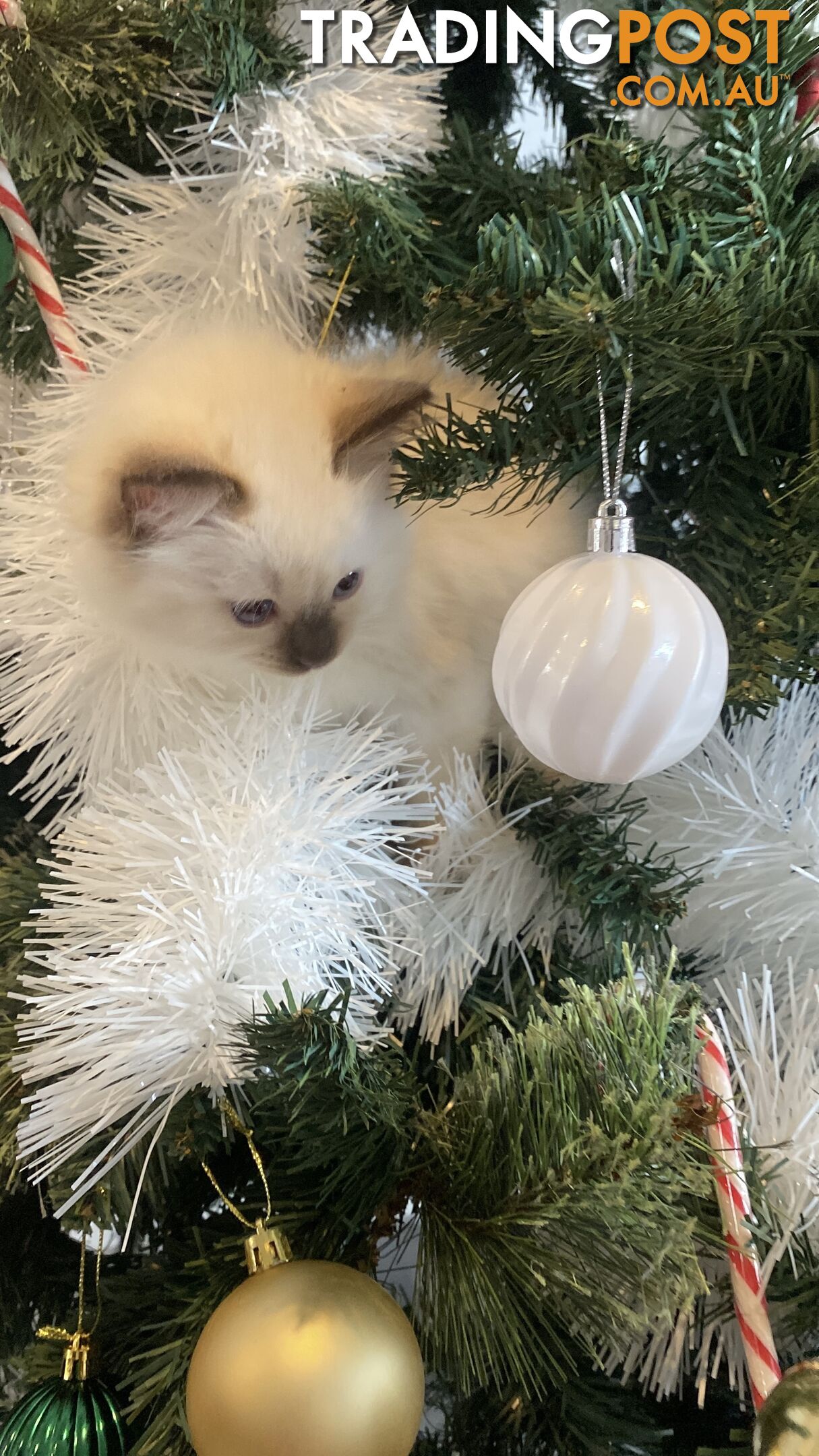 RAGDOLL PUREBREED KITTENS CHOCOLATE