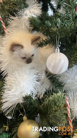 RAGDOLL PUREBREED KITTENS CHOCOLATE